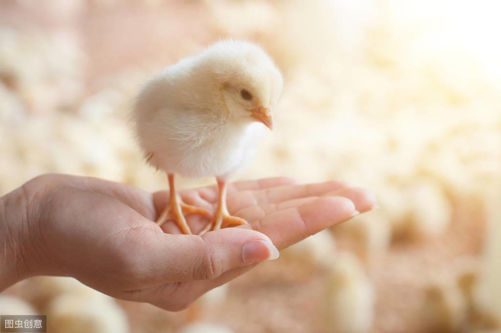 肉毛鸡价格最新行情走势